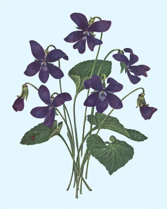 Framed Print : Violets