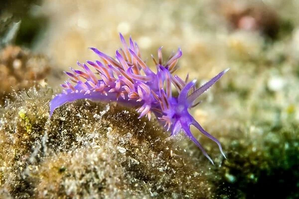 Violette sea slug -Flabellina affinis-, Mediterranean Sea, Croatia