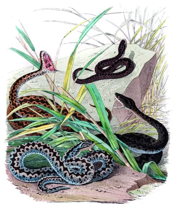 Framed Print : Viper snakes engravings 1853 Framed Print : Viper snakes engravings 1853