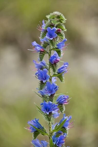 Vipers Bugloss or Blueweed -Echium vulgare-, flowering, Thuringia, Germany