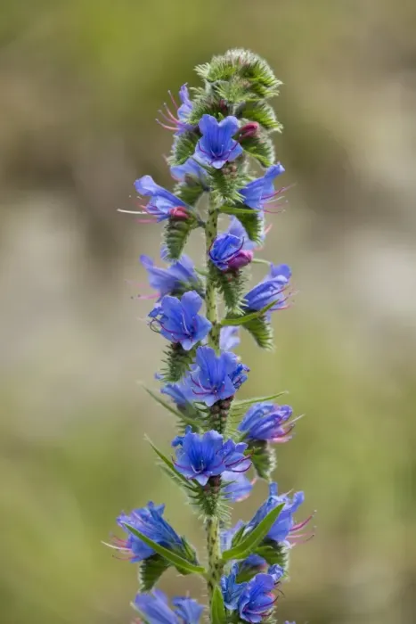 Framed Print : Vipers Bugloss or Blueweed -Echium vulgare-, flowering, Thuringia, Germany Framed Print : Vipers Bugloss or Blueweed -Echium vulgare-, flowering, Thuringia, Germany