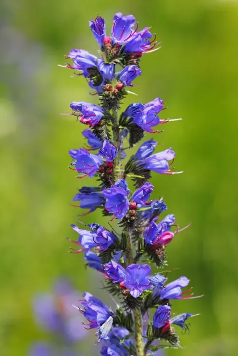 Framed Print : Vipers Bugloss or Blueweed -Echium vulgare-, flowering, wild plant, Germany, Europe Framed Print : Vipers Bugloss or Blueweed -Echium vulgare-, flowering, wild plant, Germany, Europe