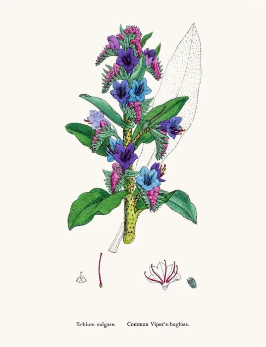 Framed Print : Vipers bugloss blueweed flower Framed Print : Vipers bugloss blueweed flower