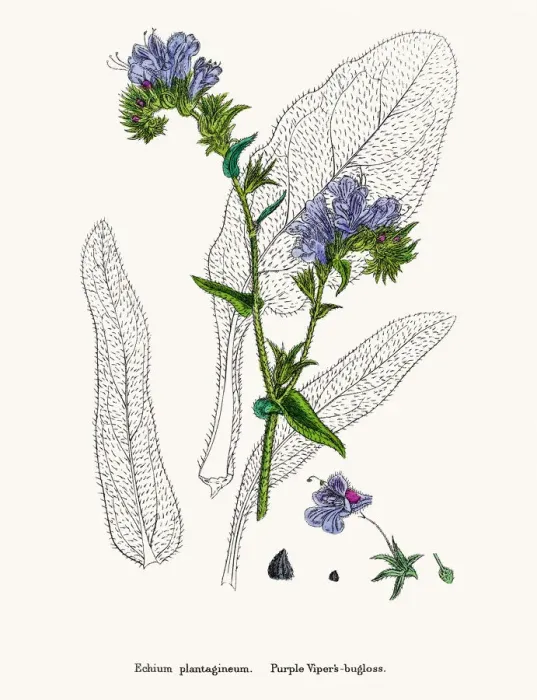 Framed Print : Vipers bugloss blueweed flower Framed Print : Vipers bugloss blueweed flower
