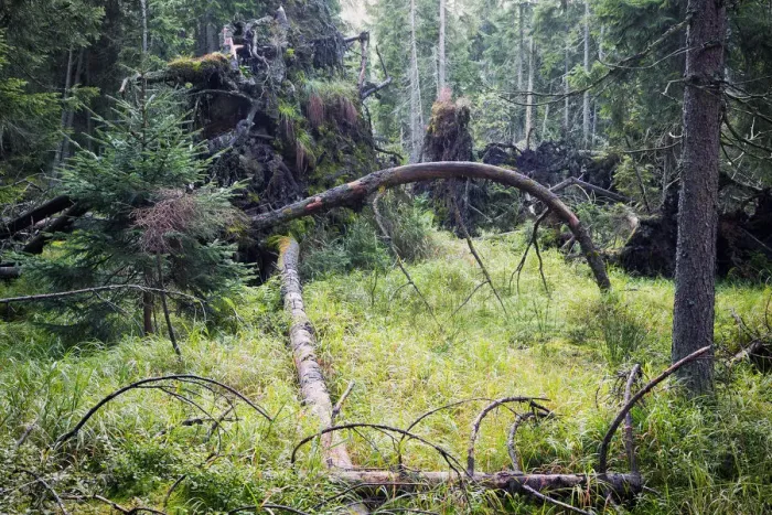 Framed Print : Virgin spruce forest with fallen, dead and decaying trees Framed Print : Virgin spruce forest with fallen, dead and decaying trees