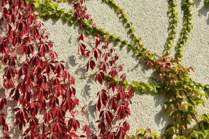 Framed Print : Virginia creeper or five-leaved ivy (Parthenocissus quinquefolia Engelmannii) and Japanese creeper, Boston ivy, Grape ivy, Japanese ivy (Parthenocissus tricuspidata) on a house wall Framed Print : Virginia creeper or five-leaved ivy (Parthenocissus quinquefolia Engelmannii) and Japanese creeper, Boston ivy, Grape ivy, Japanese ivy (Parthenocissus tricuspidata) on a house wall