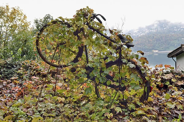 Virginia Creeper -Parthenocissus tricuspidata- overgrown on an old bicycle, Varese, Lombardy, Italy
