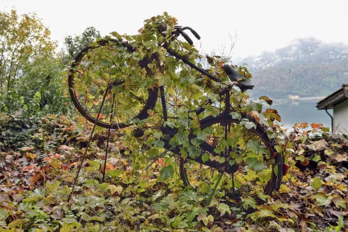 Framed Print : Virginia Creeper -Parthenocissus tricuspidata- overgrown on an old bicycle, Varese, Lombardy, Italy