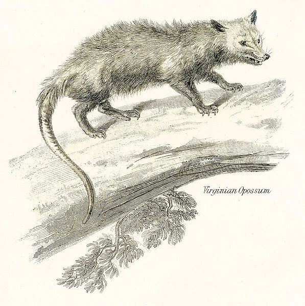 Virginia opossum engraving 1803