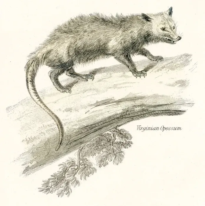 Framed Print : Virginia opossum engraving 1803 Framed Print : Virginia opossum engraving 1803