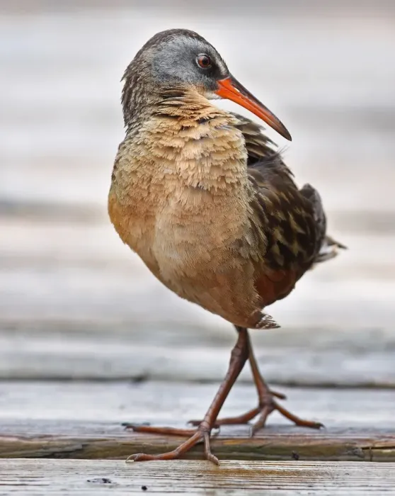 Framed Print : Virginia Rail Framed Print : Virginia Rail