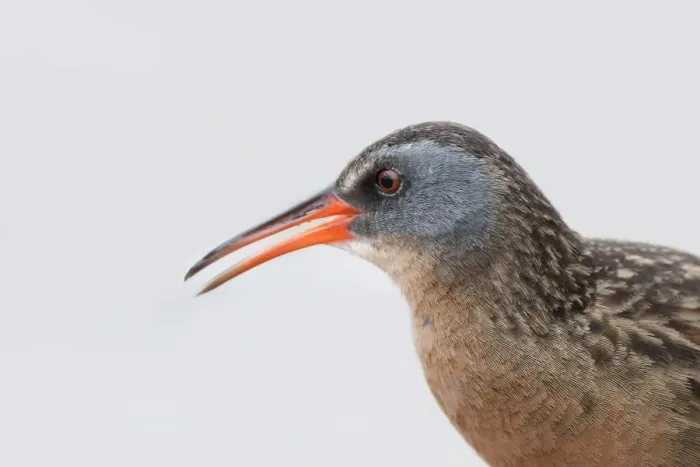 Framed Print : Virginia Rail (Rallus limicola) Framed Print : Virginia Rail (Rallus limicola)