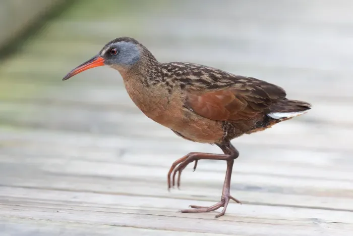 Framed Print : Virginia Rail (Rallus limicola) Framed Print : Virginia Rail (Rallus limicola)