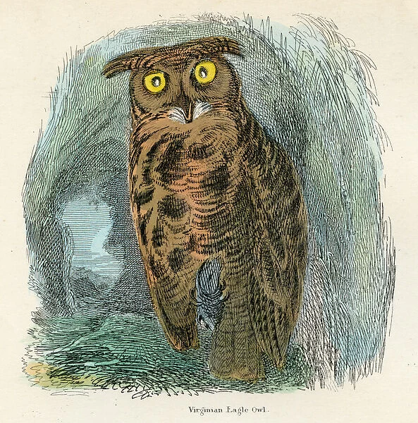 Virginian eagle owl bird engraving 1893