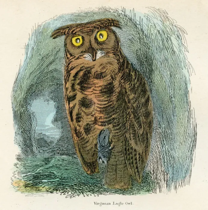Framed Print : Virginian eagle owl bird engraving 1893