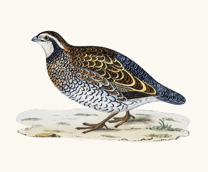 Framed Print : Virginian Partridge Framed Print : Virginian Partridge