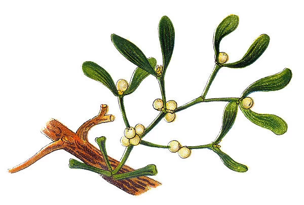Viscum album commonly known as European mistletoe, common mistletoe or simply as mistletoe