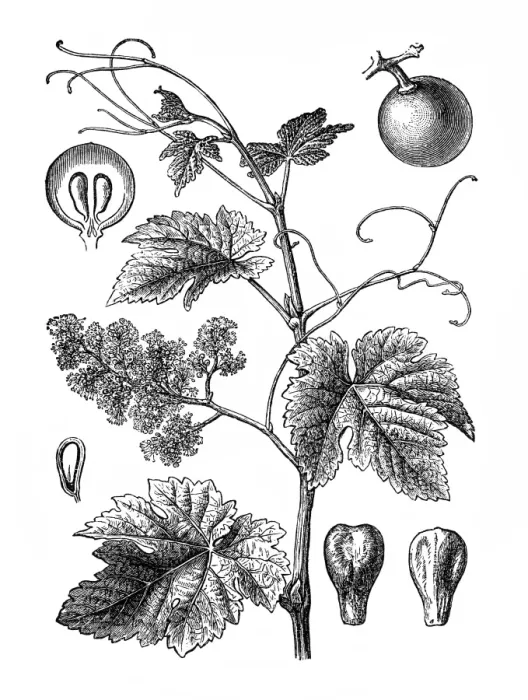 Framed Print : Vitis vinifera (common grape vine) Framed Print : Vitis vinifera (common grape vine)