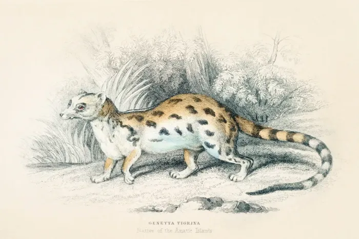 Framed Print : Viverra genet engraving 1855 Framed Print : Viverra genet engraving 1855