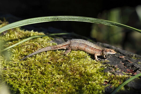 Viviparous lizard -Zootoca vivipara- in the biotope, sunbathing, Mecklenburg Lake District, Mecklenburg-Strelitz, Mecklenburg-Western Pomerania, Germany
