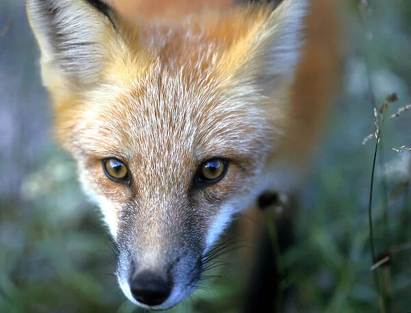 Vixen fox caught out in open in Newfoundland