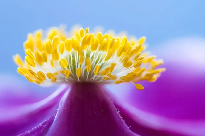 Framed Print : Volcano. Close up of an Anemone flower Framed Print : Volcano. Close up of an Anemone flower