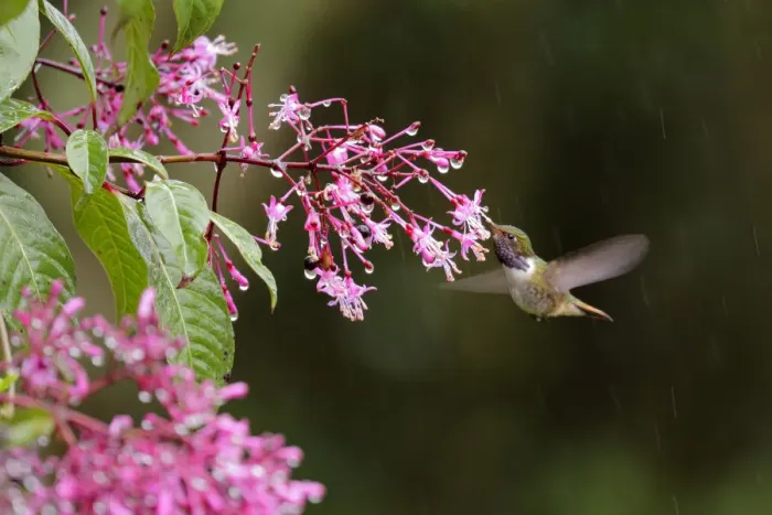 Framed Print : Volcano Hummingbird Framed Print : Volcano Hummingbird
