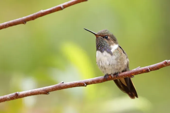 Framed Print : Volcano Hummingbird Framed Print : Volcano Hummingbird