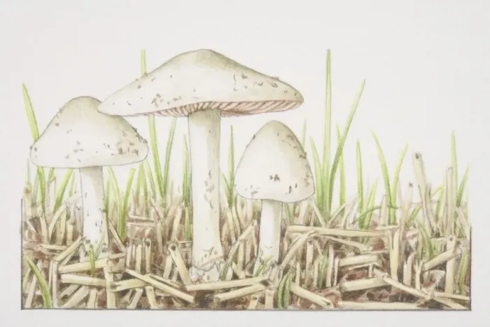 Framed Print : Volvariella gloiocephala, Stubble-field Volvar mushrooms fruiting on bed of straw Framed Print : Volvariella gloiocephala, Stubble-field Volvar mushrooms fruiting on bed of straw