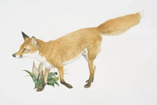 Vulpes vulpes, red fox, side view