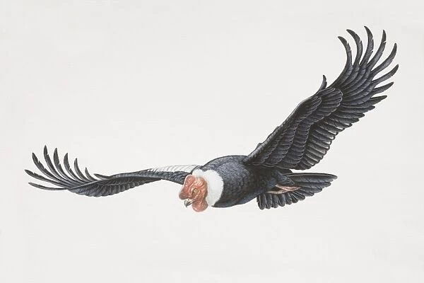 Vultur gryphus, Andean Condor in flight