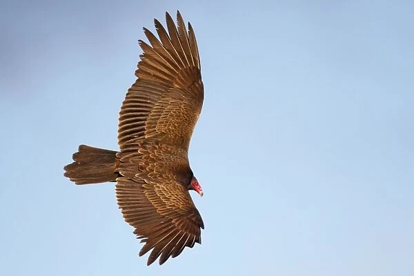 Vulture. Turkey Vulture on flight