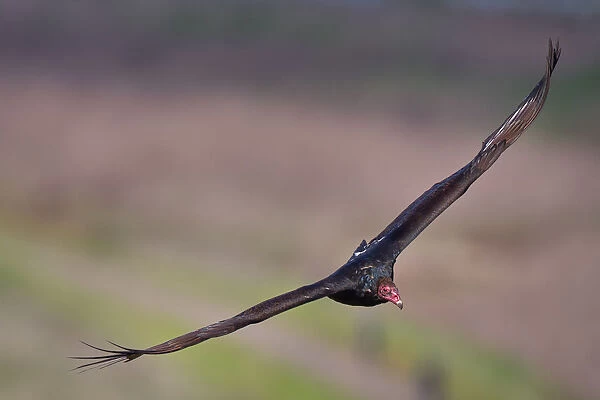 Vulture. Turkey vulture