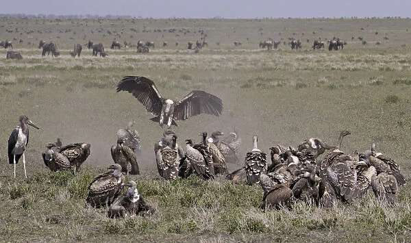 Vultures (Gyps Rueppellii) and Marabou Stork (Leptoptilos crumenifer) feeding on carcass, Ngorongoro Conservation Area, Tanzania