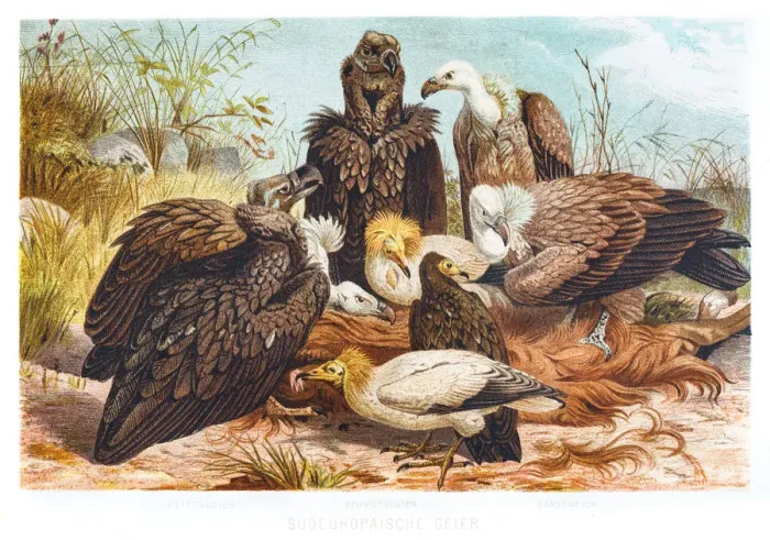 Framed Print : Vultures illustration 1882 Framed Print : Vultures illustration 1882