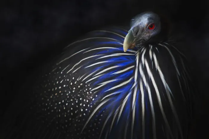 Framed Print : Vulturine Guinea Fowl Portrait Framed Print : Vulturine Guinea Fowl Portrait