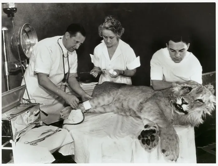 Framed Print : W. A. Jaquiss and Assistants with Sick Lion Framed Print : W. A. Jaquiss and Assistants with Sick Lion