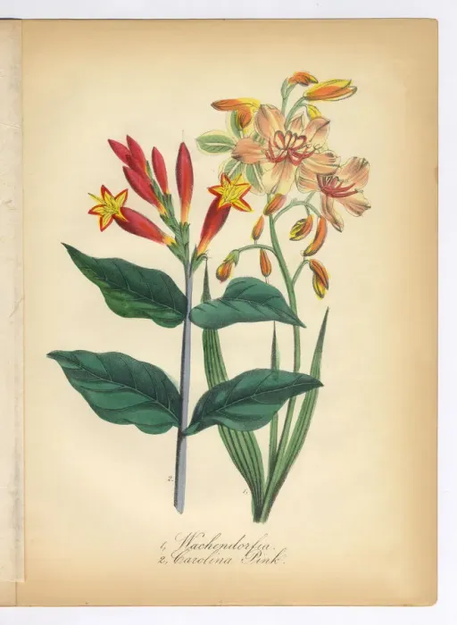 Framed Print : Wachendorfia and Canna Carolina Pink Victorian Botanical Illustration Framed Print : Wachendorfia and Canna Carolina Pink Victorian Botanical Illustration
