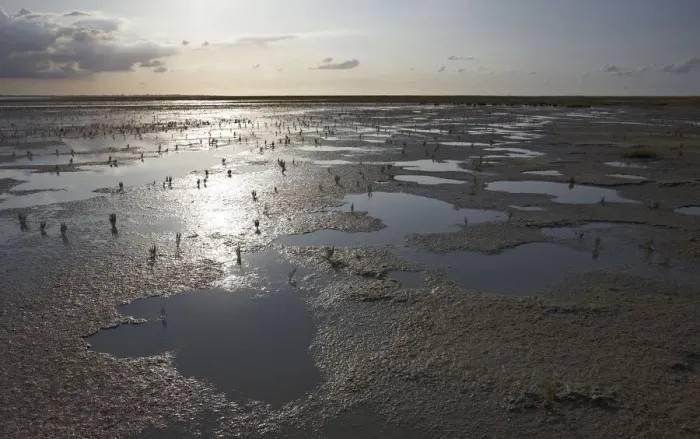 Framed Print : Wadden Sea with Samphire (Salicornia sp. ), puddles and mud flats, Mellum Island, Lower Saxony Wadden Sea National Park, UNESCO World Heritage Site, Lower Saxony, Germany, Europe Framed Print : Wadden Sea with Samphire (Salicornia sp. ), puddles and mud flats, Mellum Island, Lower Saxony Wadden Sea National Park, UNESCO World Heritage Site, Lower Saxony, Germany, Europe