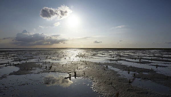 Wadden Sea with Samphire (Salicornia sp. ), puddles and mud flats, Mellum Island, Lower Saxony Wadden Sea National Park, UNESCO World Heritage Site, Lower Saxony, Germany, Europe