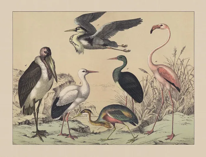 Framed Print : Wading birds and Flamingoes, hand-colored chromolithograph, published in 1882 Framed Print : Wading birds and Flamingoes, hand-colored chromolithograph, published in 1882