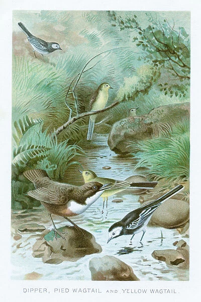 Wagtail chromolithograph 1896