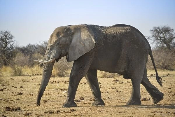 Walking African Elephant -Loxodonta africana-, Etosha National Park, Namibia