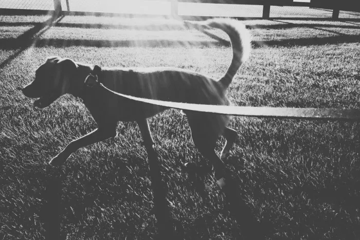 Framed Print : Walking the Dog Framed Print : Walking the Dog