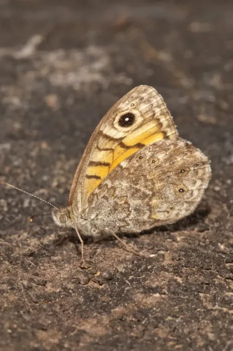 Framed Print : Wall Brown -Lasiommata megera-, outer side of wings, Baden-Wurttemberg, Germany Framed Print : Wall Brown -Lasiommata megera-, outer side of wings, Baden-Wurttemberg, Germany