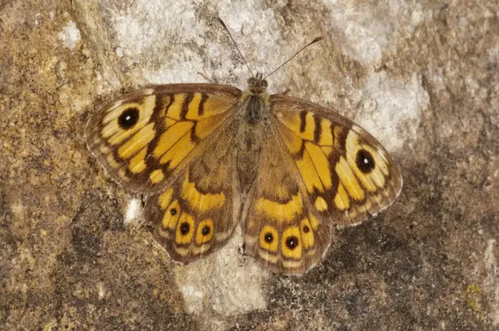 Framed Print : Wall Brown -Lasiommata megera-, Baden-Wurttemberg, Germany