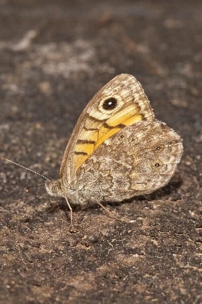 Wall Brown -Lasiommata megera-, outer side of wings, Baden-Wurttemberg, Germany