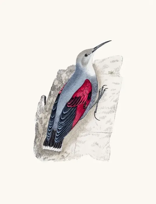 Framed Print : Wall Creeper bird Framed Print : Wall Creeper bird