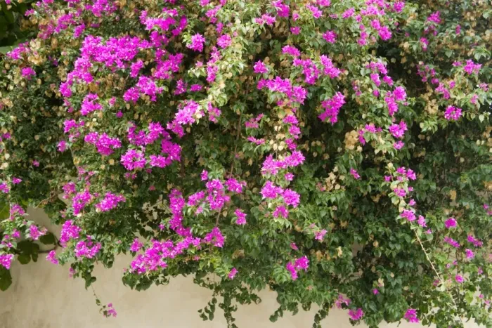 Framed Print : Wall in Ibiza old town covered with bougainvillia Framed Print : Wall in Ibiza old town covered with bougainvillia