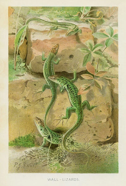 Wall lizards chromolithograph 1896